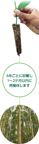 6年ごとに収穫し1～2ヶ月以内に再植林します