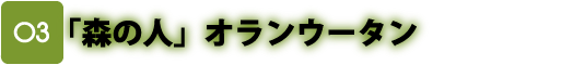 森の人 オランウータン