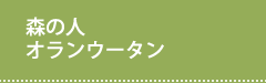 オランウータンの紹介