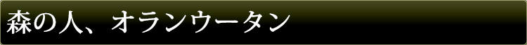 森の人、オランウータン