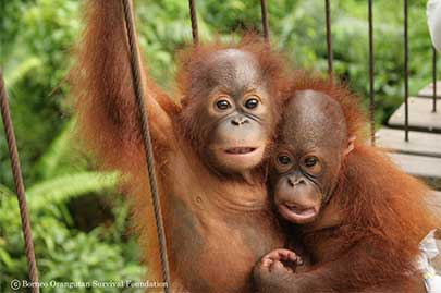 寄り添うオランウータンの兄弟