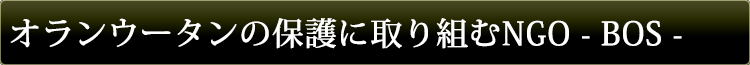 オランウータンの保護に取り組むNGO -BOS-