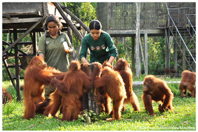 オランウータン、森へ還るための訓練