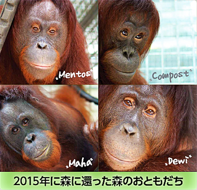 森に還ったオラウータン